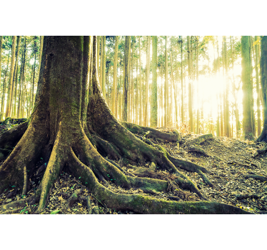 Sunlit tree roots fototapeta gozd - TenStickers