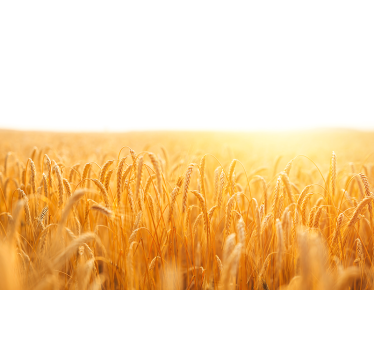 Golden grain meadow fototapete narava - TenStickers
