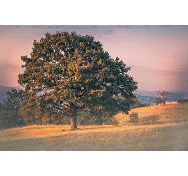 Grand oak tree fototapete narava - TenStickers
