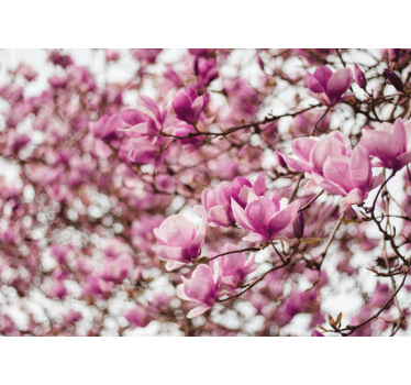 Magnolia blossom display fototapeta magnolija - TenStickers