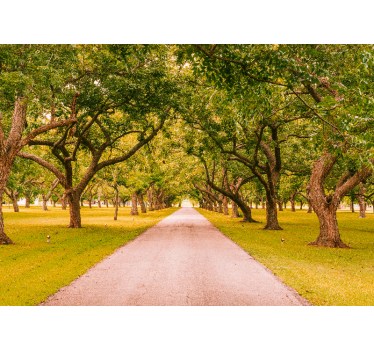 Tree-lined pathway fototapeta gozd - TenStickers