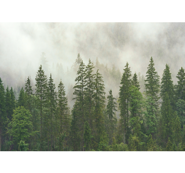 Hazy woodland view fototapeta gozd - TenStickers