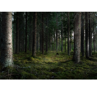 Spokojna pokrajina Fototapeta Gozd - TenStickers