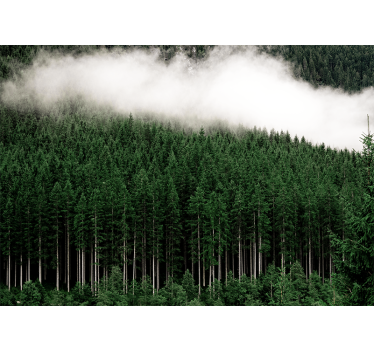 Majestic forest scenery fototapete narava - TenStickers