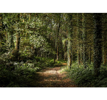 Lush forest pathway fototapeta gozd - TenStickers