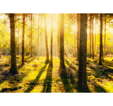Sun-drenched woodland landscape fototapete narava - TenStickers