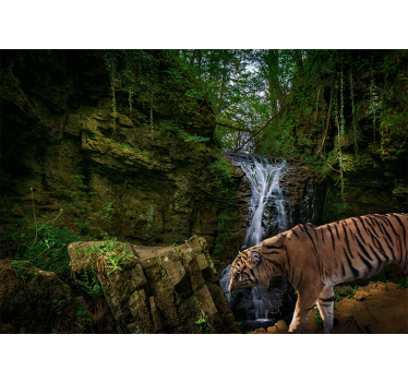 Fototapeta gozd sprehod veličastnega tigra - TenStickers