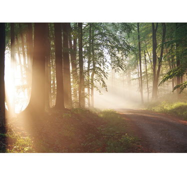 Serene forest rays fototapete narava - TenStickers