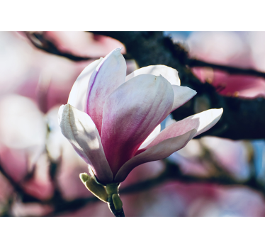 Spomladanski stenski stenski steno magnolije - TenStickers