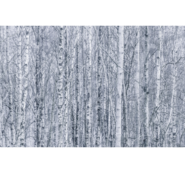 Birch grove wilderness fototapeta gozd - TenStickers
