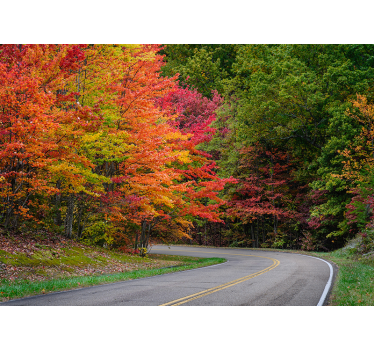 Autumn forest drive stenske poslikave - TenStickers
