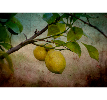 Limonino drevo v kuhinjskih stenskih poslikavah v vintage slogu - TenStickers