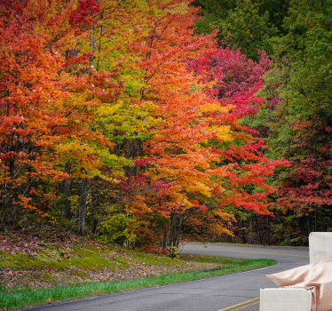 Autumn forest drive stenske poslikave - TenStickers
