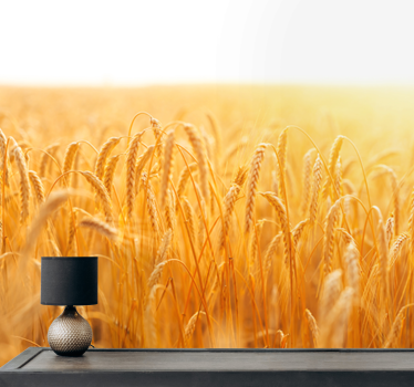 Golden grain meadow fototapete narava - TenStickers