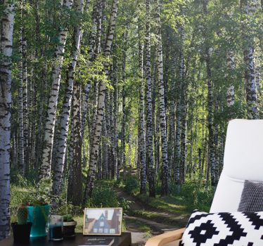 Serene birch forest fototapete narava - TenStickers