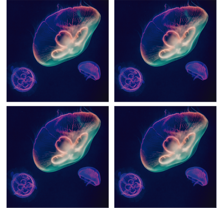 Colorful jellyfish creatures podstavek za kozarce - TenStickers