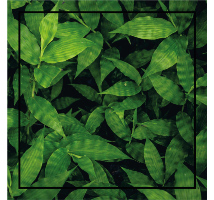 Lush green leaf pattern podstavki s teksturo - TenStickers