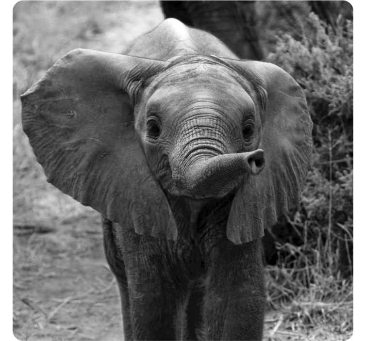 Adorable baby elephant podstavki za kozarce vintage - TenStickers