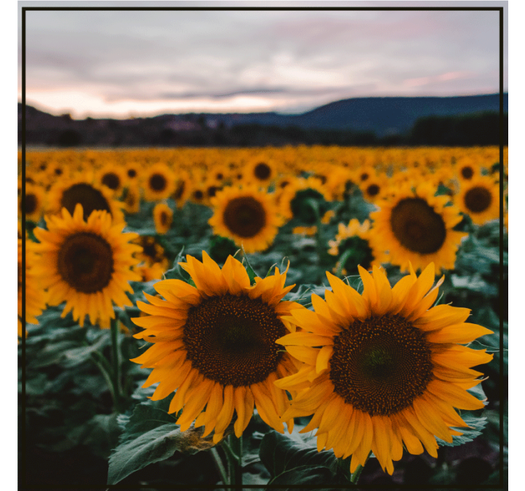 Sunflower field photo personalizirani podstavki za kozarce - TenStickers
