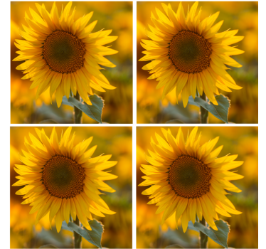Vibrant sunflower arrangement sodobni podstavki za kozarce - TenStickers