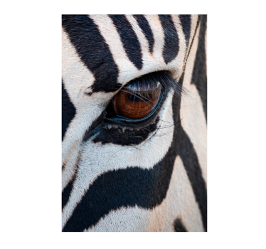 plakat z zebrastimi očmi - TenStickers