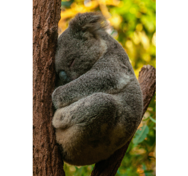 Koala spanje Plakat najstniška soba - TenStickers