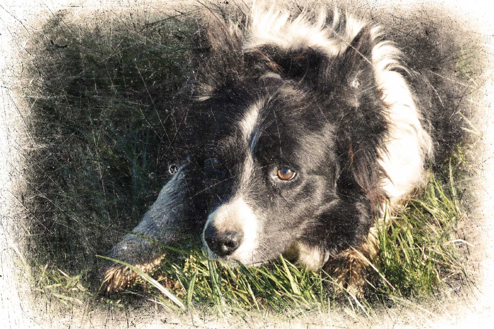 Vintage učinek po meri Plakat z živalmi - TenStickers