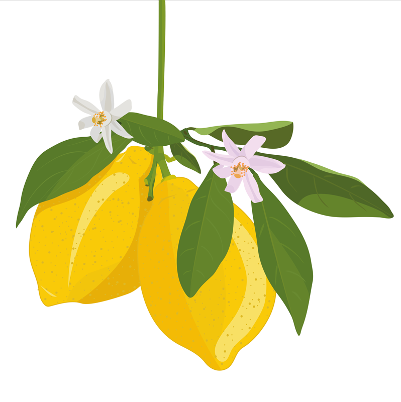 Lemon tree plakat za kuhinjo - TenStickers