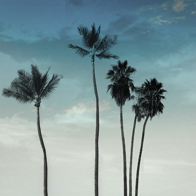 Five long palm trees design dnevniški plakat - TenStickers