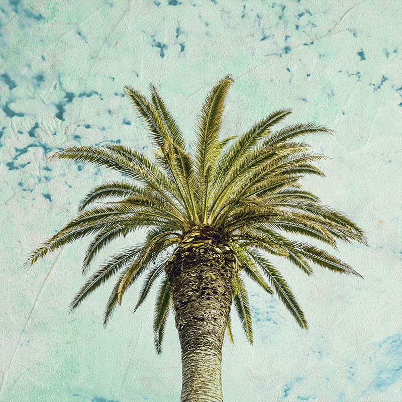 Retro palm tree design dnevniški plakat - TenStickers