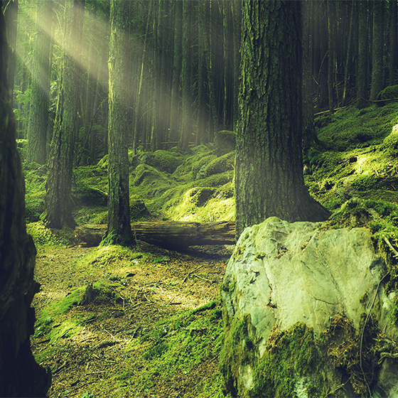 "naravne" skale z mahom v gozdu dnevniški plakat - TenStickers