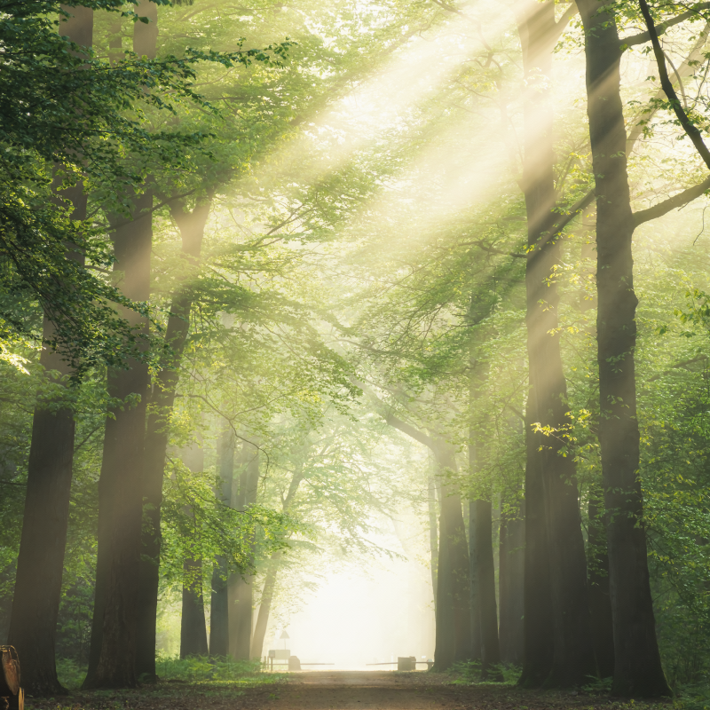 Zelen gozd s soncem dnevniški plakat - TenStickers