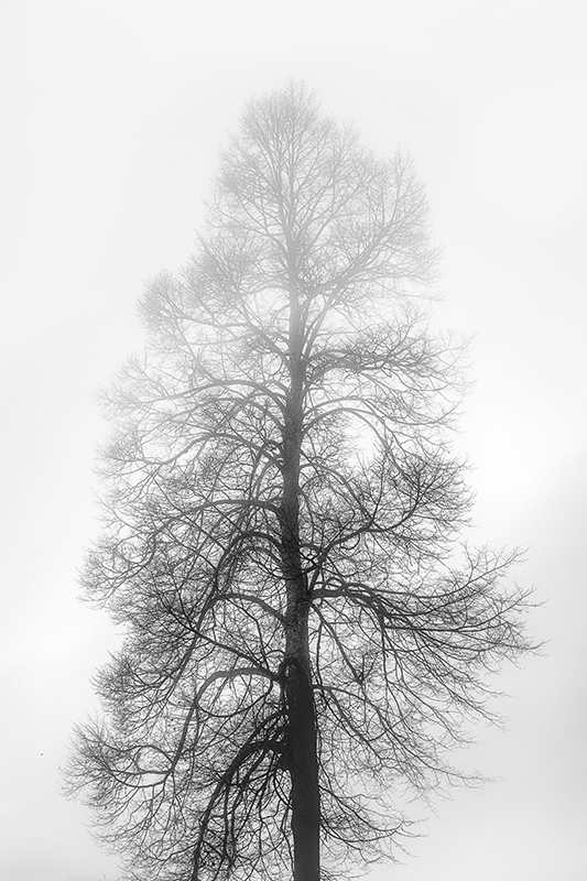Monochrome tree silhouette plakat cvetja - TenStickers