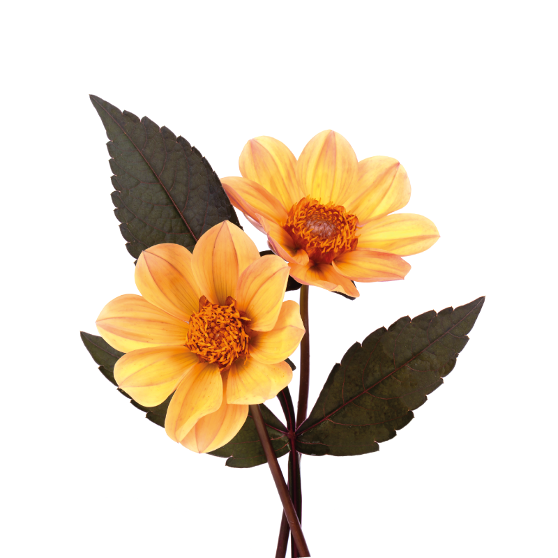 Two flowers plakat cvetja - TenStickers