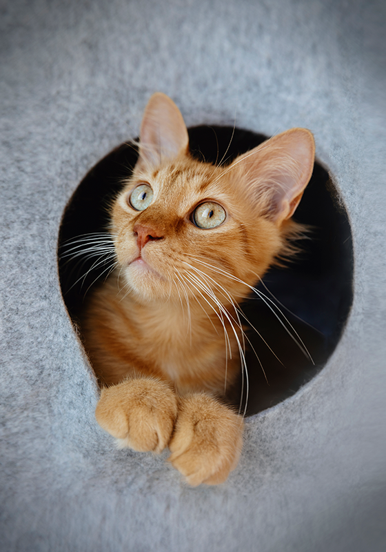 Oblikovanje tiska plakata kukajoče mačke - TenStickers