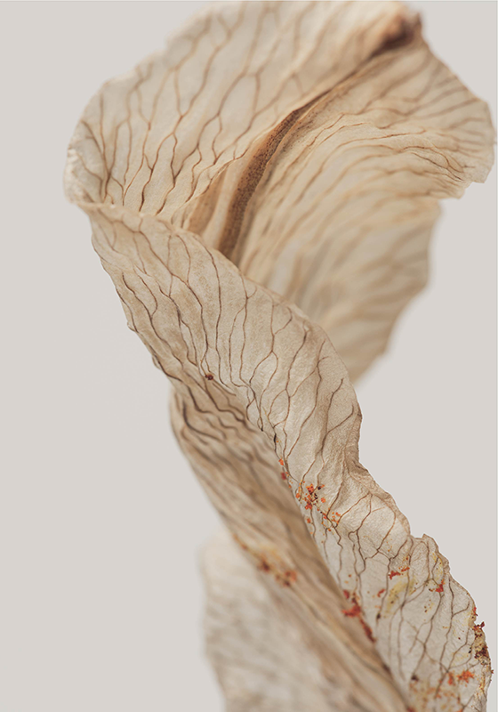 Makro fotografija lista minimalističen plakat - TenStickers