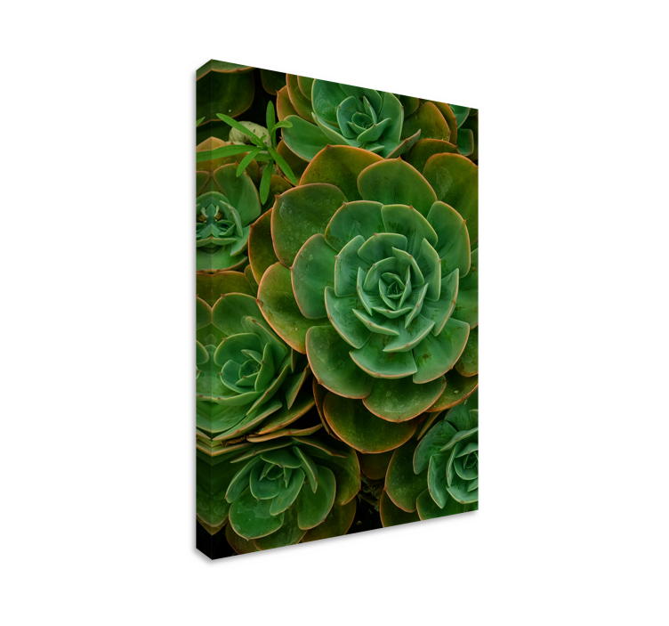 Succulent plant close-up slikarsko platno z rastlinami - TenStickers