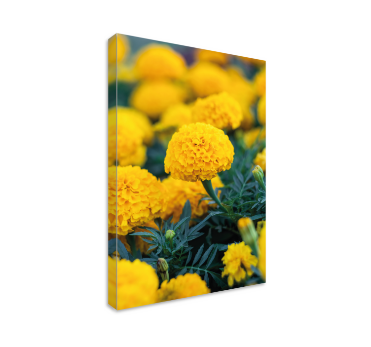 Yellow marigold blooms platno slikanje cvetja - TenStickers