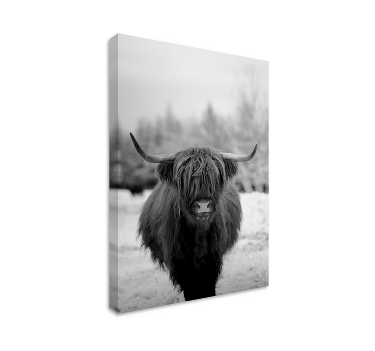 Highland cow portrait platna slike z motivi živali - TenStickers