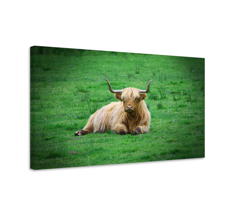 Highland cow resting platna slike z motivi živali - TenStickers
