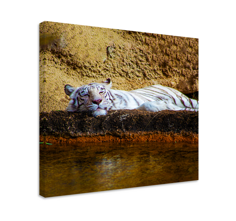 Sleeping white tiger platna slike z motivi živali - TenStickers