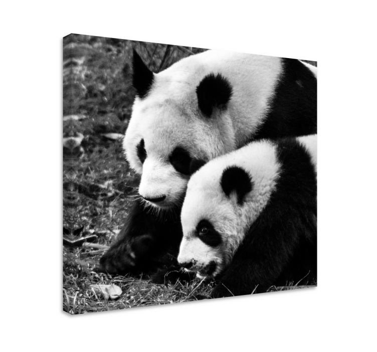 Panda pair embrace platna slike z motivi živali - TenStickers