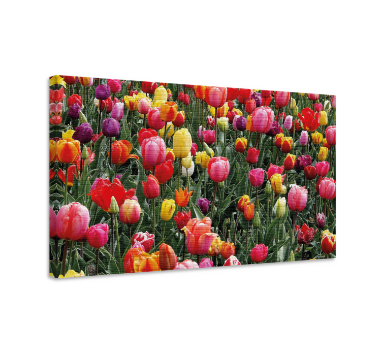 Colorful tulip blooms slikarsko platno z rožami - TenStickers