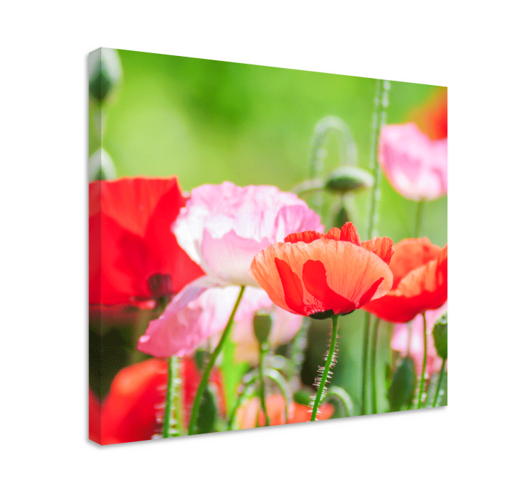 Colorful poppy cluster slikarsko platno z rožami - TenStickers