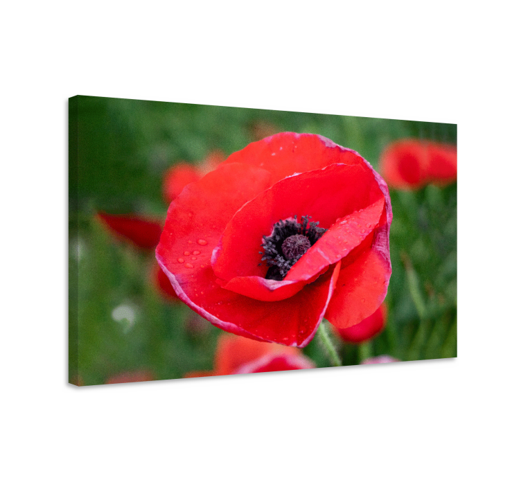Close-up poppy flower platno slikanje cvetja - TenStickers