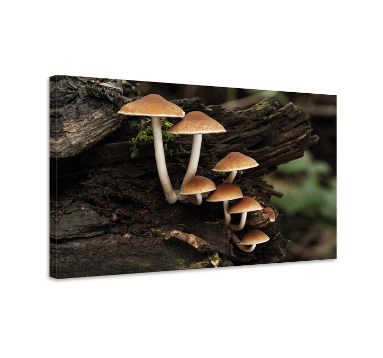 Mushroom grouping slikarsko platno z rožami in rastlinami - TenStickers