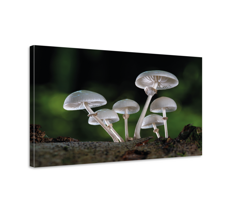 Mushroom forest scene slikarsko platno z rastlinami - TenStickers