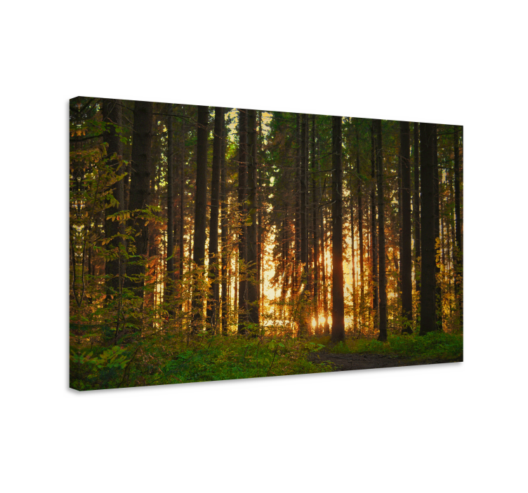 Illuminated woodland landscape platno slika zemljevidov - TenStickers