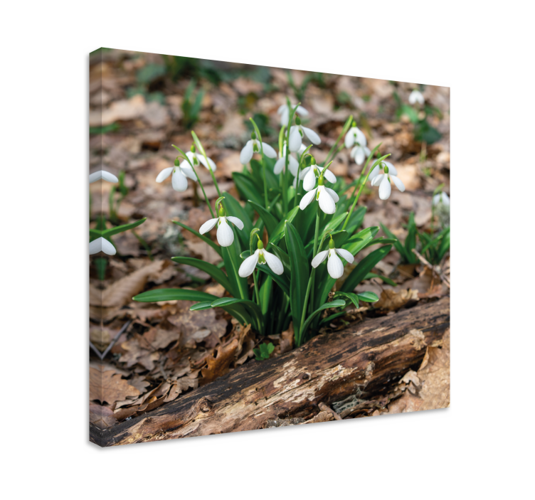 Snowdrop flowers bloom slikarsko platno z rožami - TenStickers