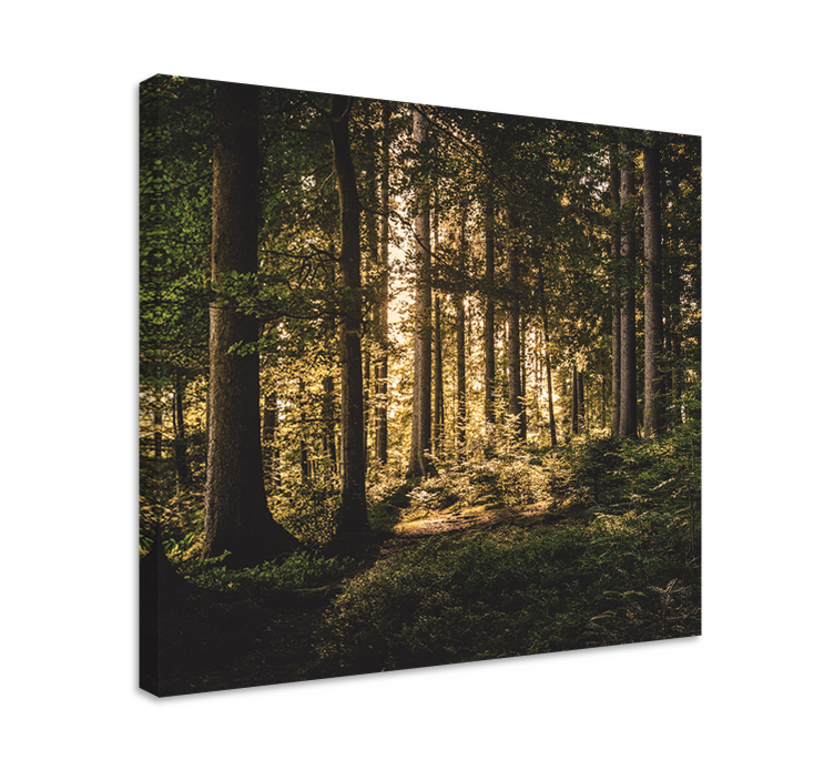 Luminous forest scenery platno slika zemljevidov - TenStickers